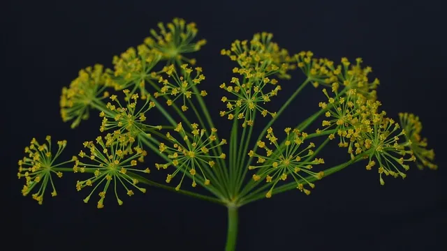 Grammaw Knows - 3 Bottle Bundle #2