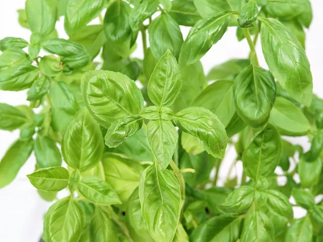 Grammaw Knows Italian - Gourmet Seasoning